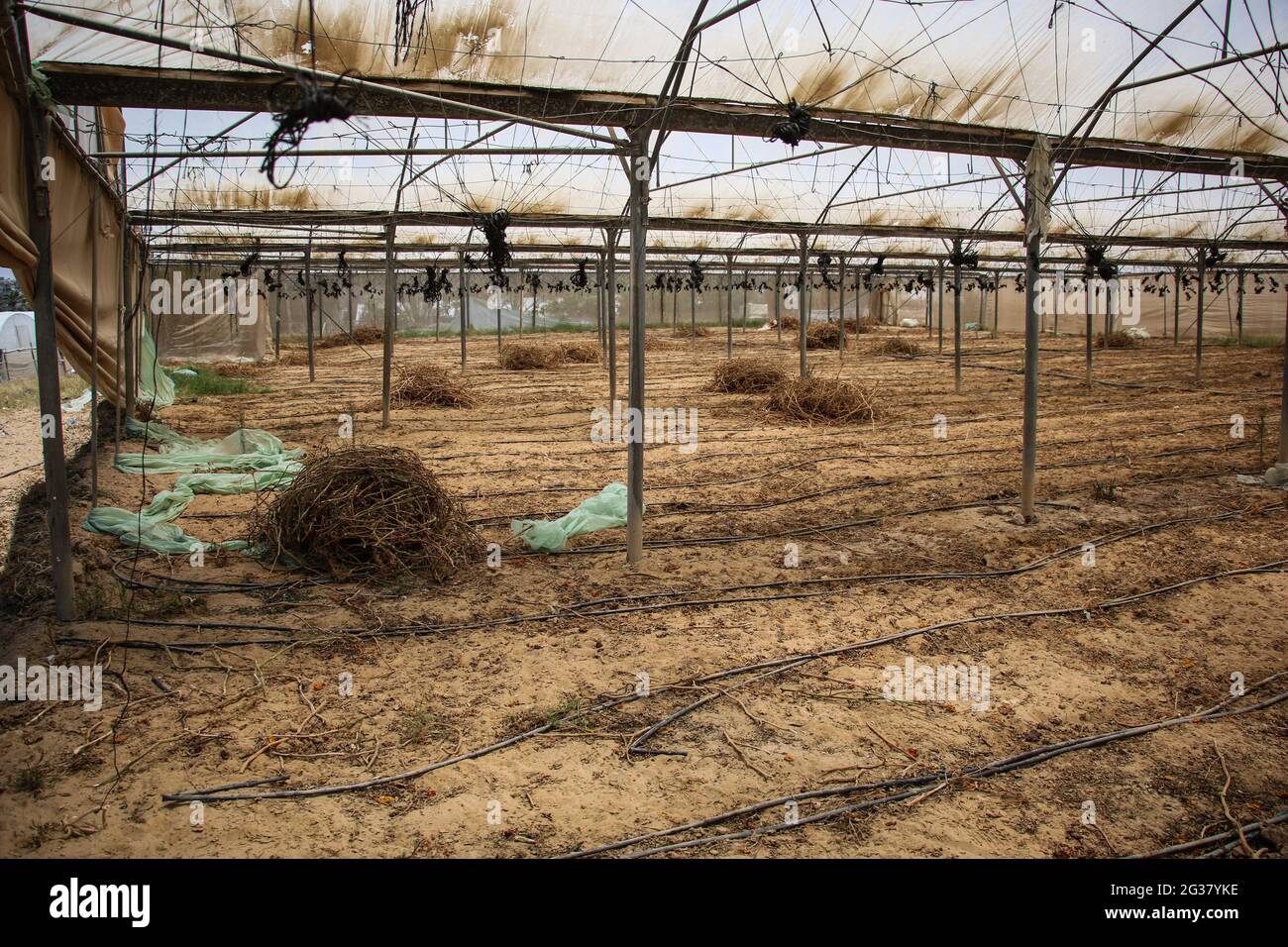 Gaza, Palestine. 14 juin 2021. Des plants de tomates endommagés sont vus à l'agriculteur palestinien Hamada Al-Astal, serres. Des semis de tomates endommagés en raison de l'interdiction d'Israël sur les exportations de la bande de Gaza vers le monde et de la fermeture des passages entre la bande de Gaza et la rive ouest. Crédit : SOPA Images Limited/Alamy Live News Banque D'Images