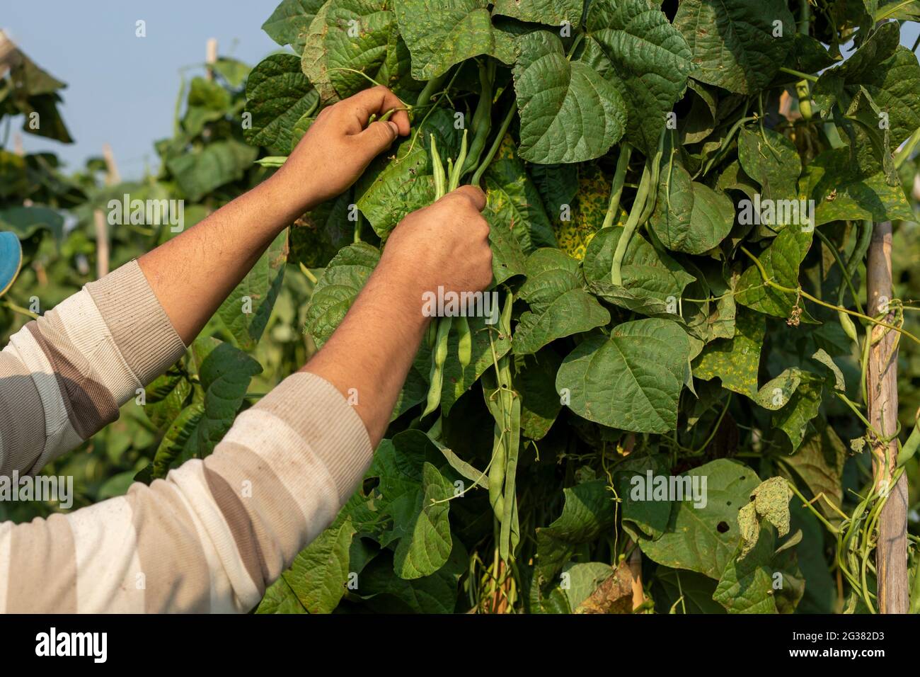 fermier cueillette à la main de l'haricot sur le potager. Concept d'agriculture biologique Banque D'Images