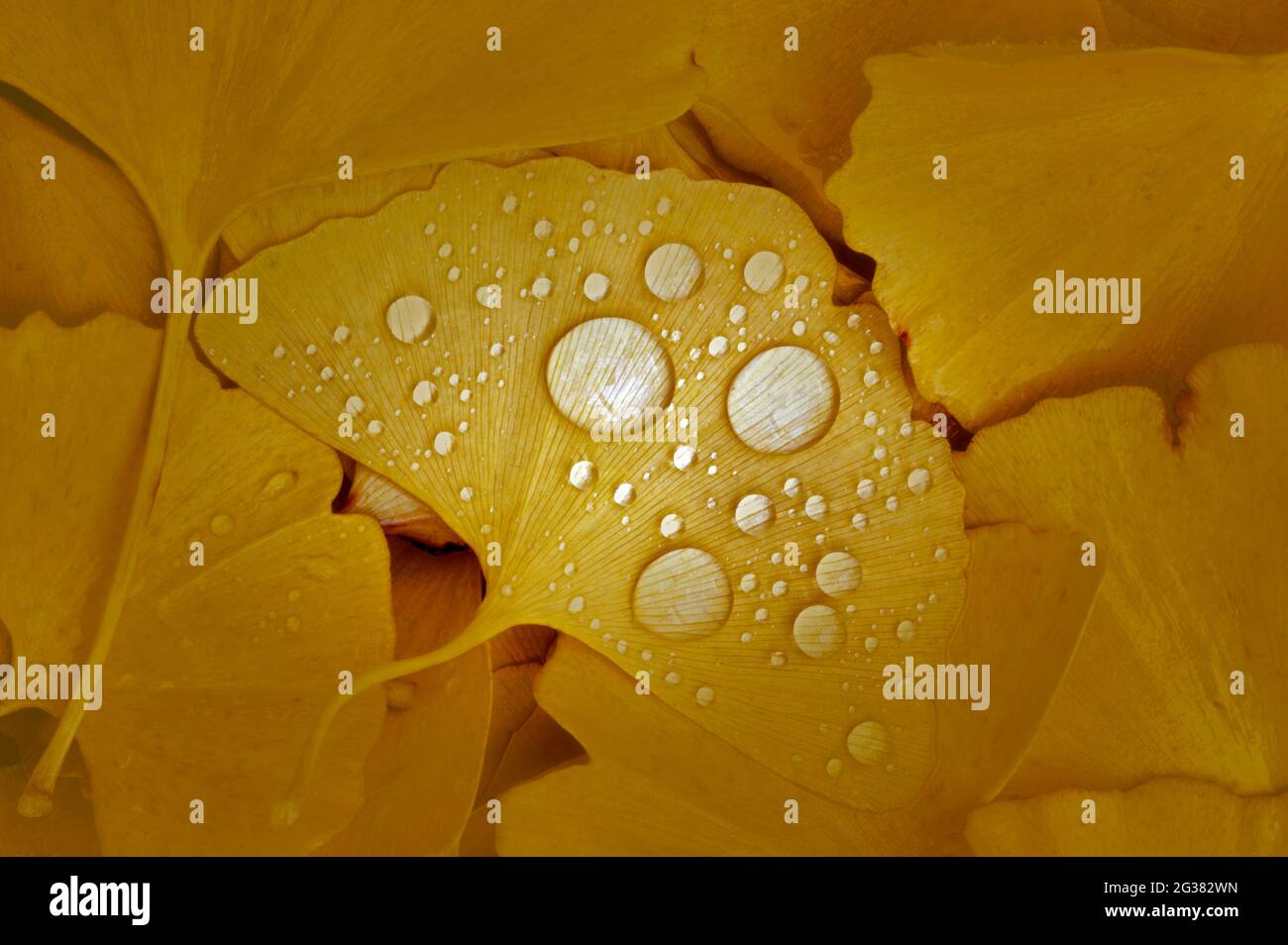 Feuilles de ginko avec gouttes de pluie. Banque D'Images