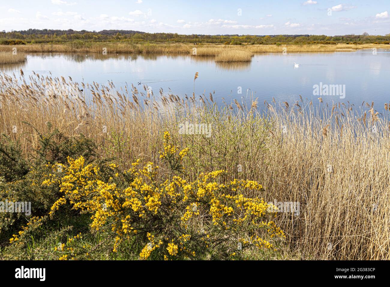 Le gorse fleurit à côté des reedbeds de la réserve naturelle de St Aidans RSPB près de Castleford, West Yorkhire UK Banque D'Images