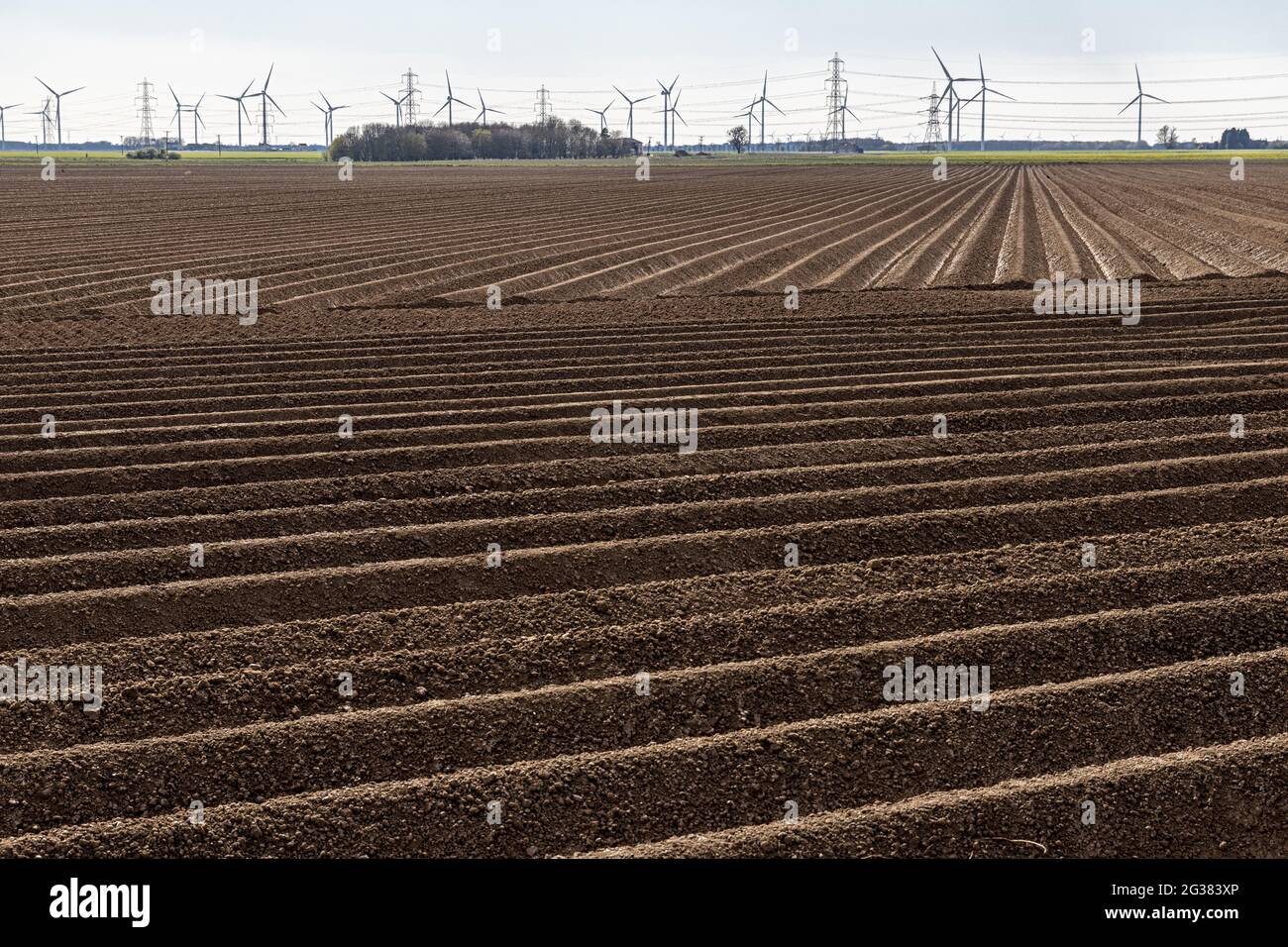 Sol dans les champs ensemencé pour la plantation de pommes de terre à Amcotts, North Lincolnshire UK Banque D'Images