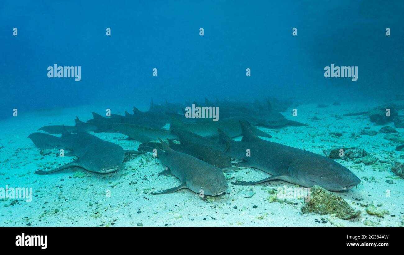 Les requins nourrices de Tawny reposent sur le fond (Nebrius ferrugineus) aux Maldives Banque D'Images