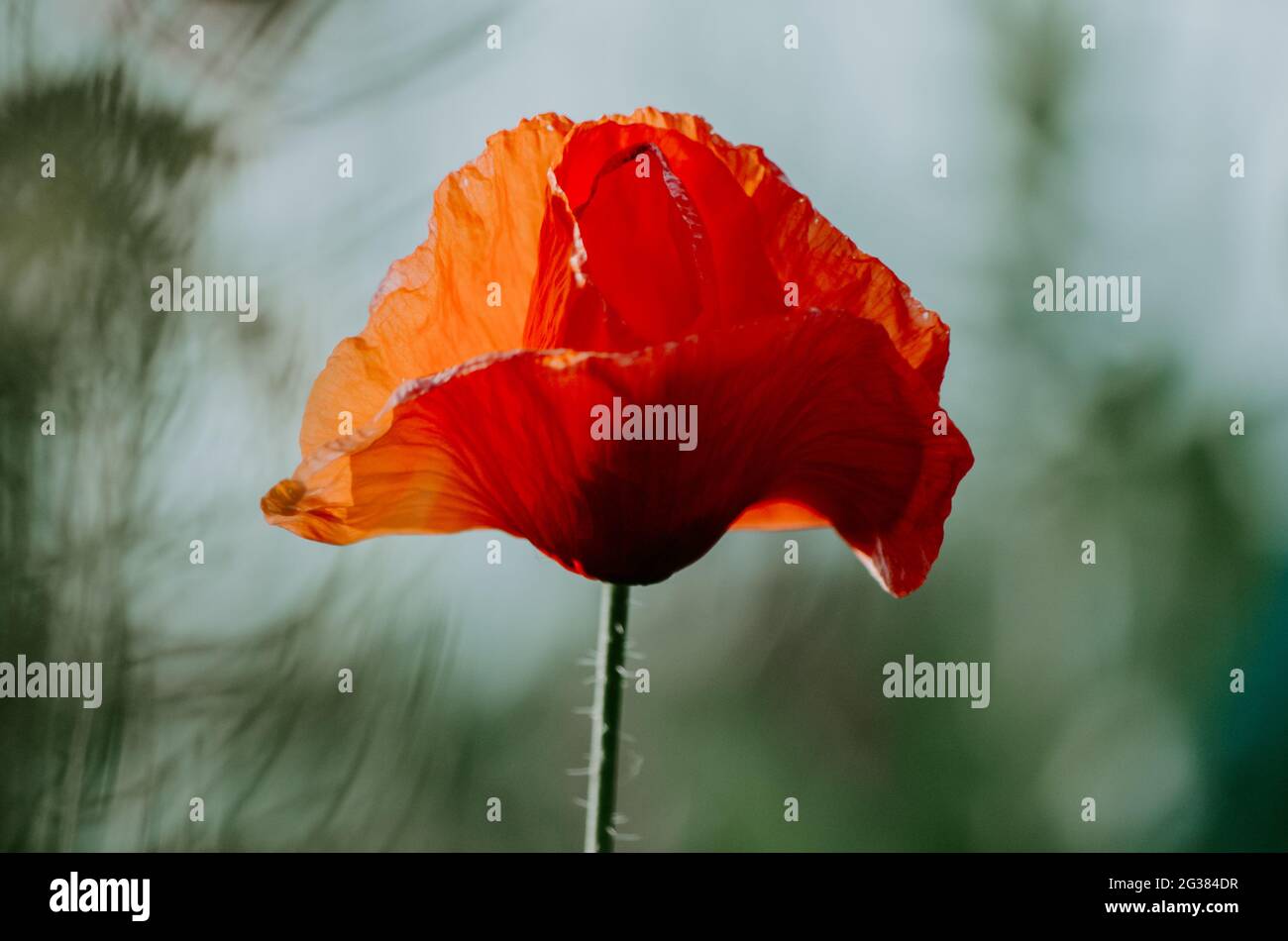 Mise au point artistique sélective gros plan sur une élégante fleur de pavot rouge isolée qui pousse dans un champ de coquelicots rouges sauvages sur fond bleu pastel Banque D'Images