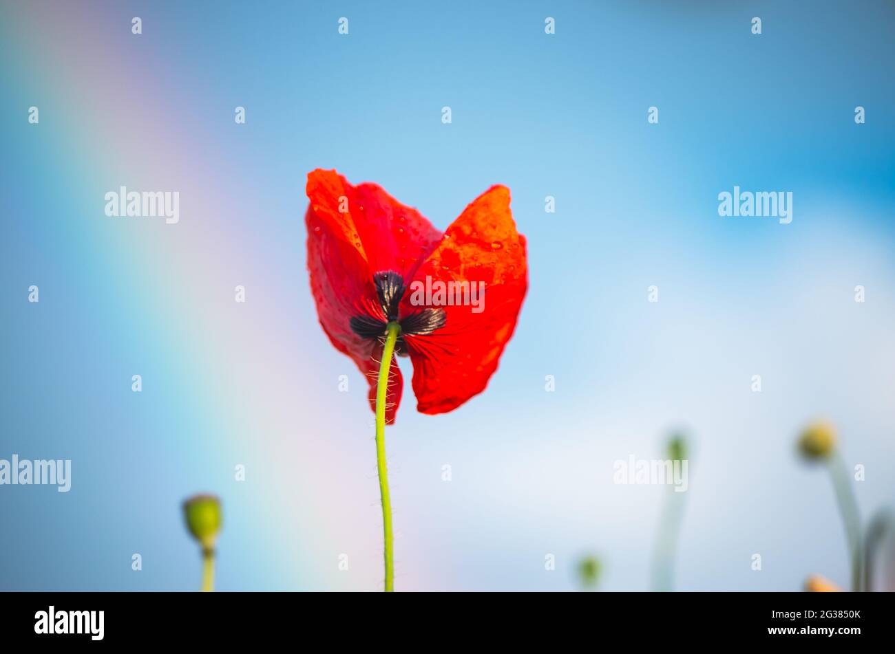 Gros plan de fleurs de pavot dans un pré éclairé par la lumière dorée du soir, sous la pluie d'été, avec des gouttes de pluie sur les pétales et un arc-en-ciel partiel en arrière-plan Banque D'Images