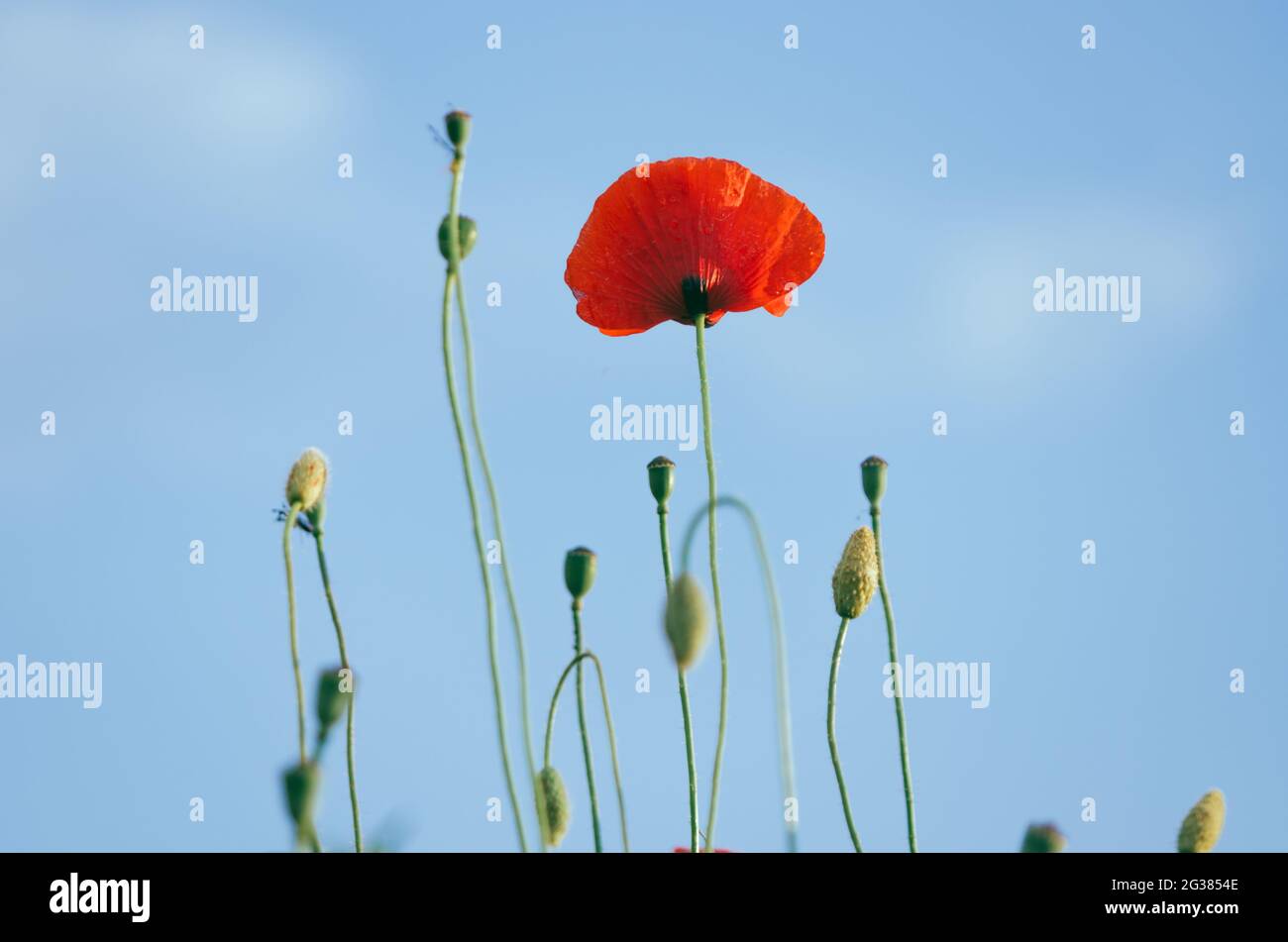 Fleurs de pavot rouge isolées à angle bas contre ciel bleu clair Banque D'Images