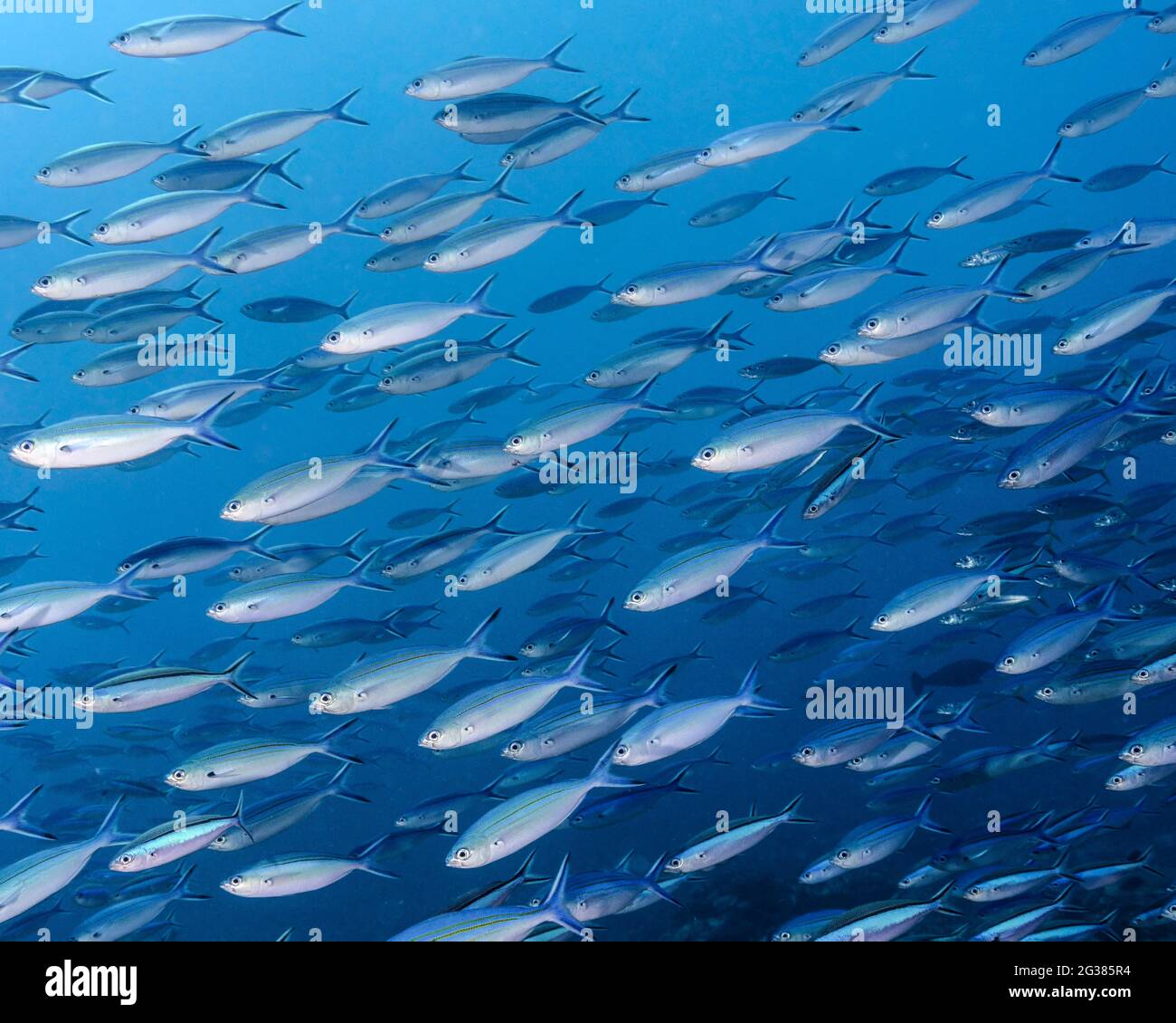 Fusilier à fines lignes, caesio varilineata, et fusilier à tableau bleu, tuile ptérocaesio, aux Maldives Banque D'Images