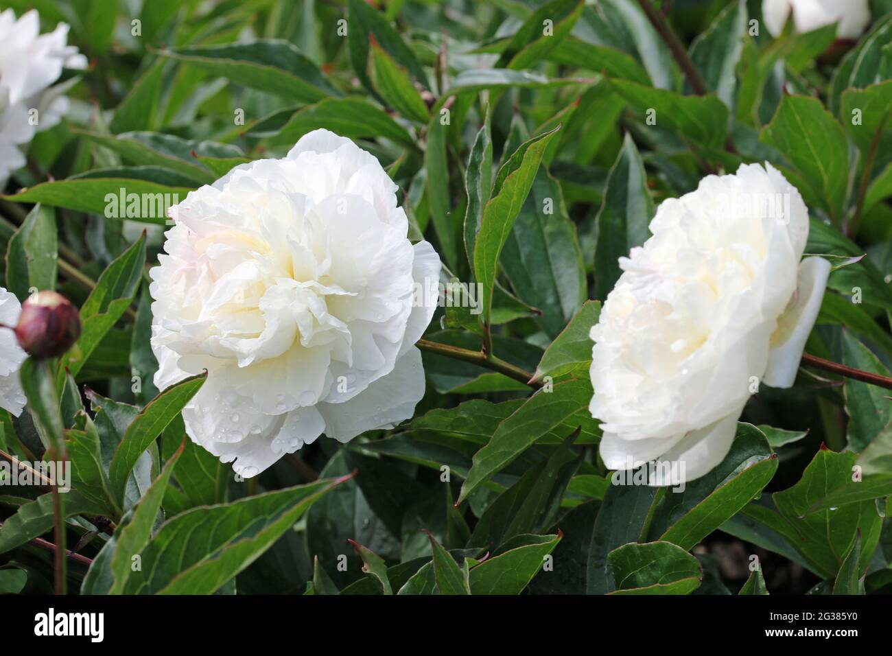 Double pivoine blanche, Paeonia lactiflora variété Festiva Maxima, fleurs  avec d'autres fleurs et bourgeons flous dans le fond des feuilles Photo  Stock - Alamy