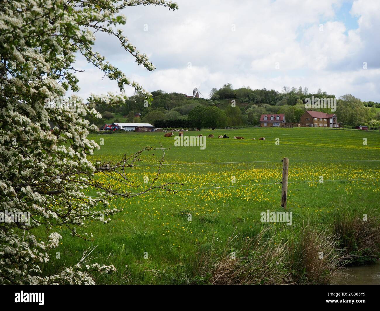 Le moulin à vent de Napton, sur la colline, vu depuis le canal sud d'Oxford, avec des vaches en pâturage au premier plan Banque D'Images