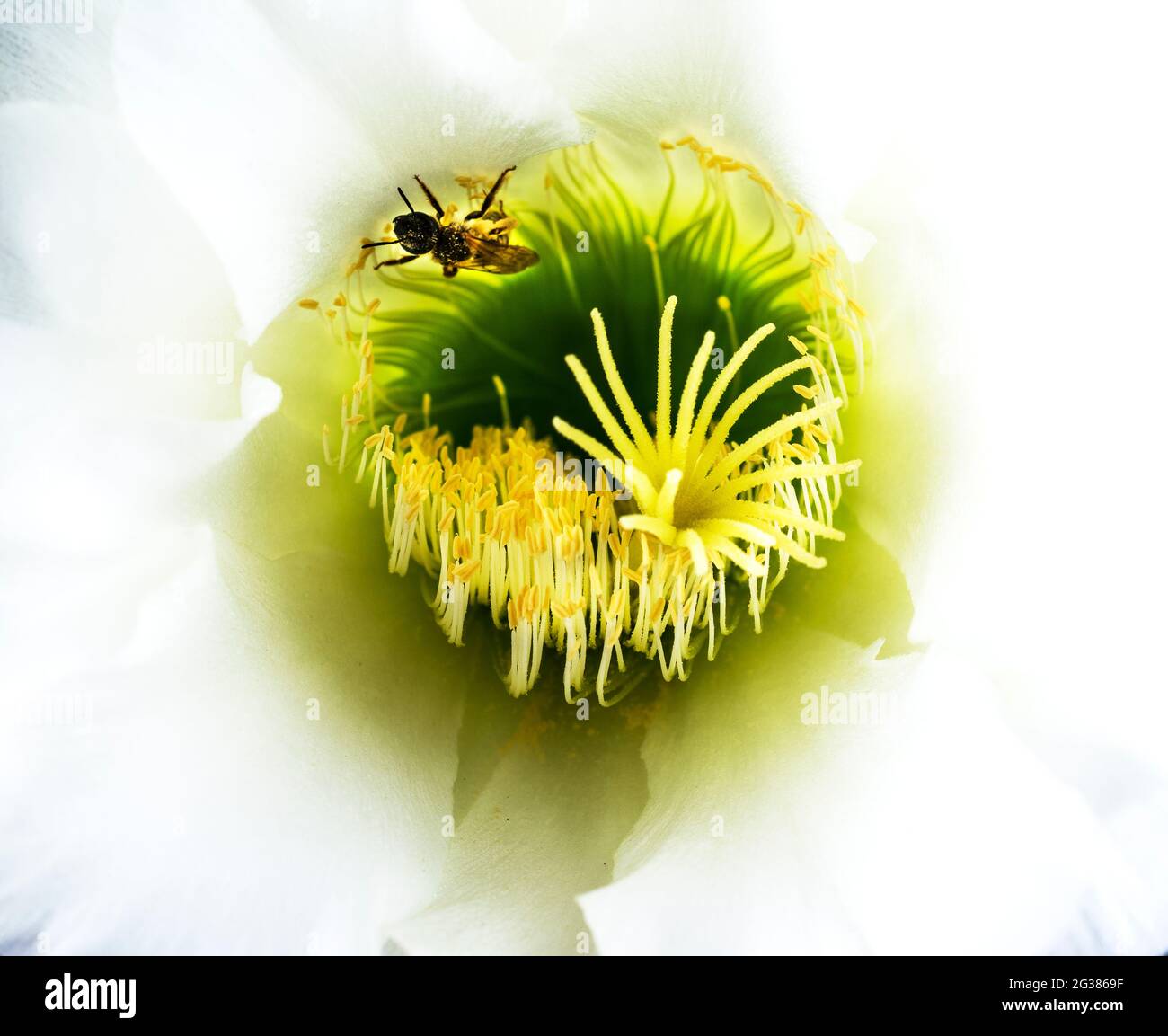 Abeille pollinisante. Echinopsis spachiana fleur Banque D'Images