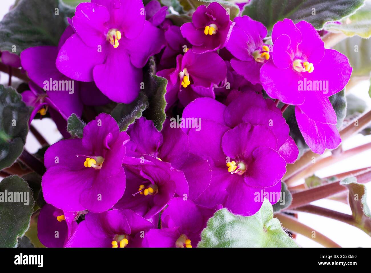 Viola odorata est une espèce de violettes, genre Viola. Il est originaire d'Europe et d'Asie. Il est communément connu sous le nom de Violet doux, Violet anglais, Viol commun Banque D'Images