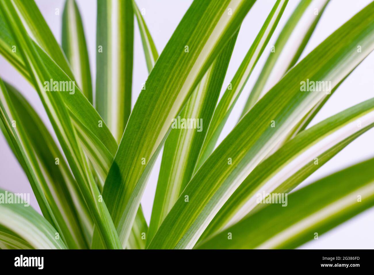 Chlorophytum comosum, habituellement appelé plante d'araignée, mais aussi connu sous le nom d'ivie d'araignée, plante de ruban, et la poule et les poulets est une espèce de floraison vivace Banque D'Images