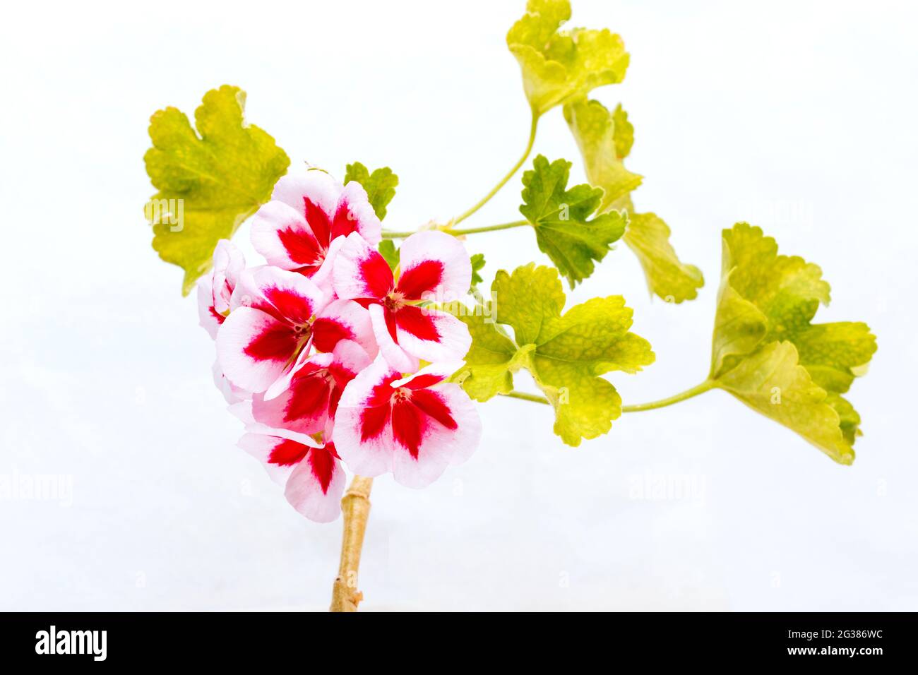 Regal pelargoniums isolés sur blanc. Pelargonium est un genre de plantes à fleurs qui comprend environ 280 espèces de plantes vivaces, de plantes succulentes et d'arbustes Banque D'Images