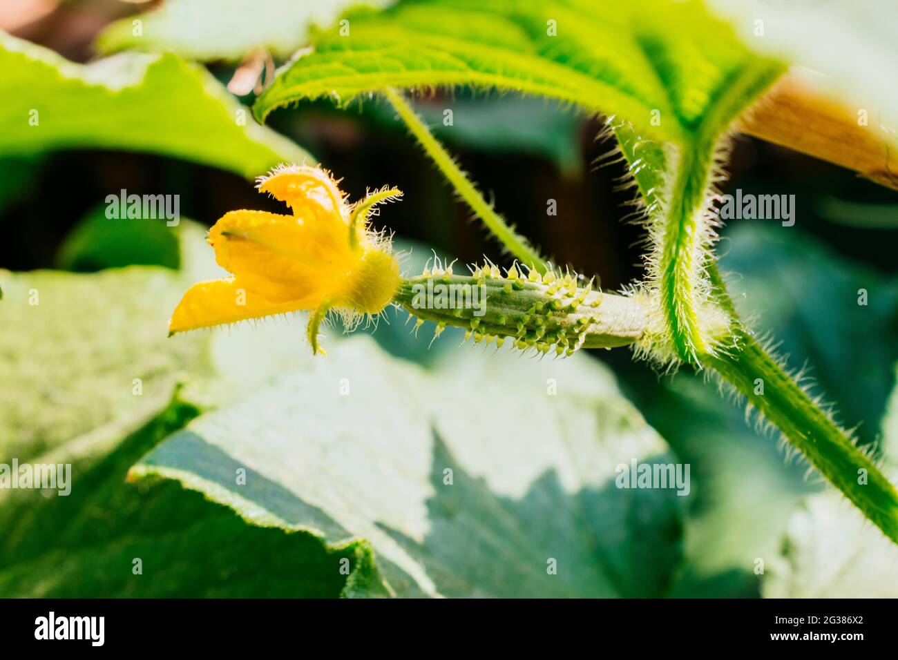 Courgettes bébé. Fleur de courgettes. Le Zuchinni est une variété de Cucurbita pepo, nom scientifique d'une espèce de plantes cucurbitées. Légume bio Banque D'Images