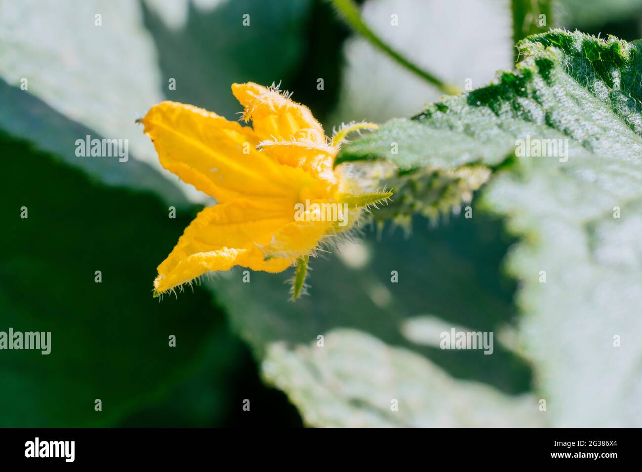 Courgettes bébé. Fleur de courgettes. Le Zuchinni est une variété de Cucurbita pepo, nom scientifique d'une espèce de plantes cucurbitées. Légume bio Banque D'Images