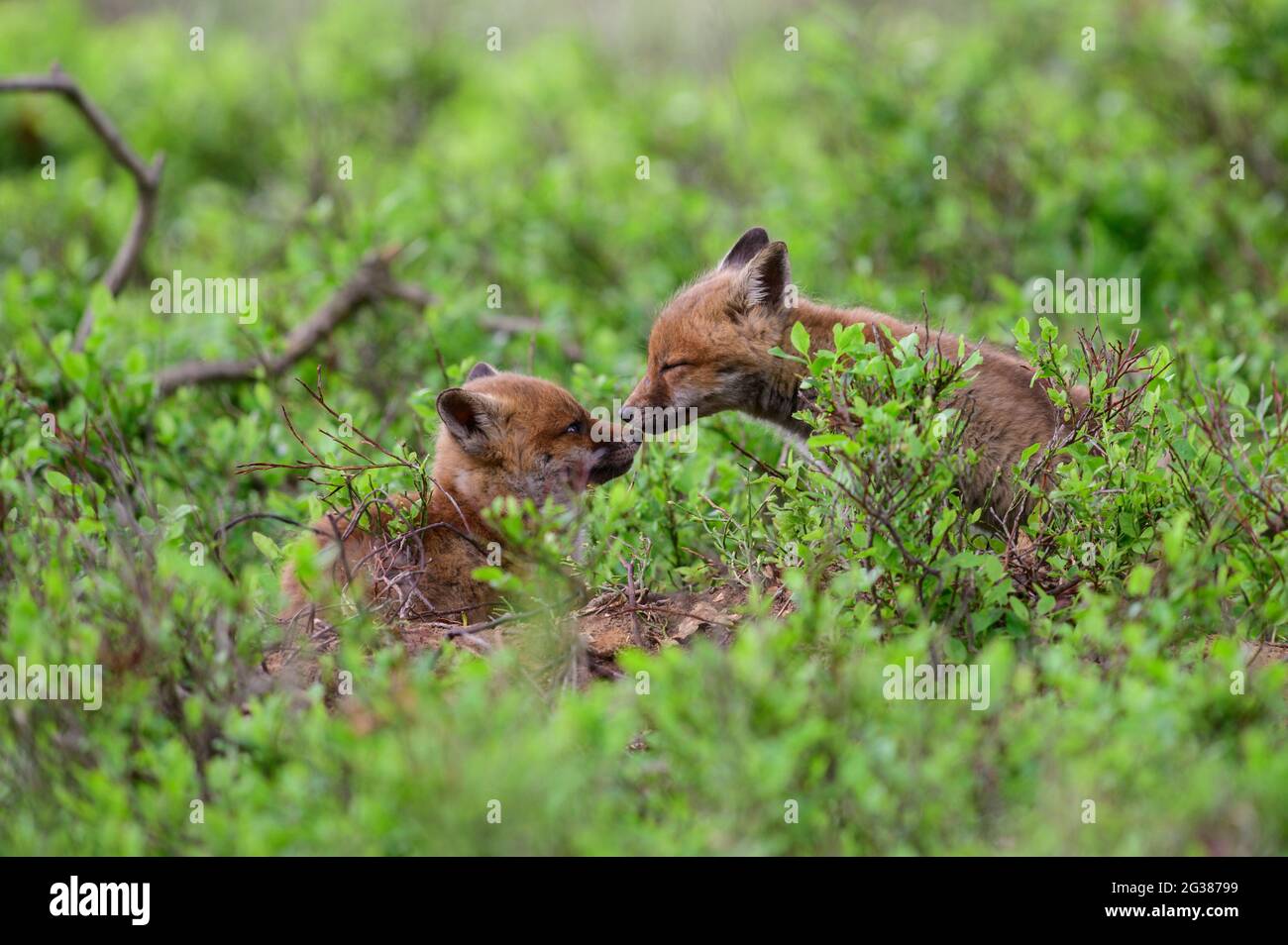 Deux jeunes renards rouges avec leur nez presque en contact. Un moment mignon. Banque D'Images