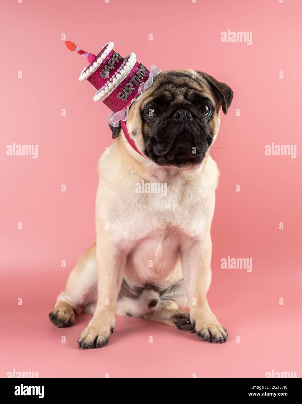 Chien Drole Pug Portant Un Chapeau Rose Joyeux Anniversaire Sur Fond Rose Photo Stock Alamy