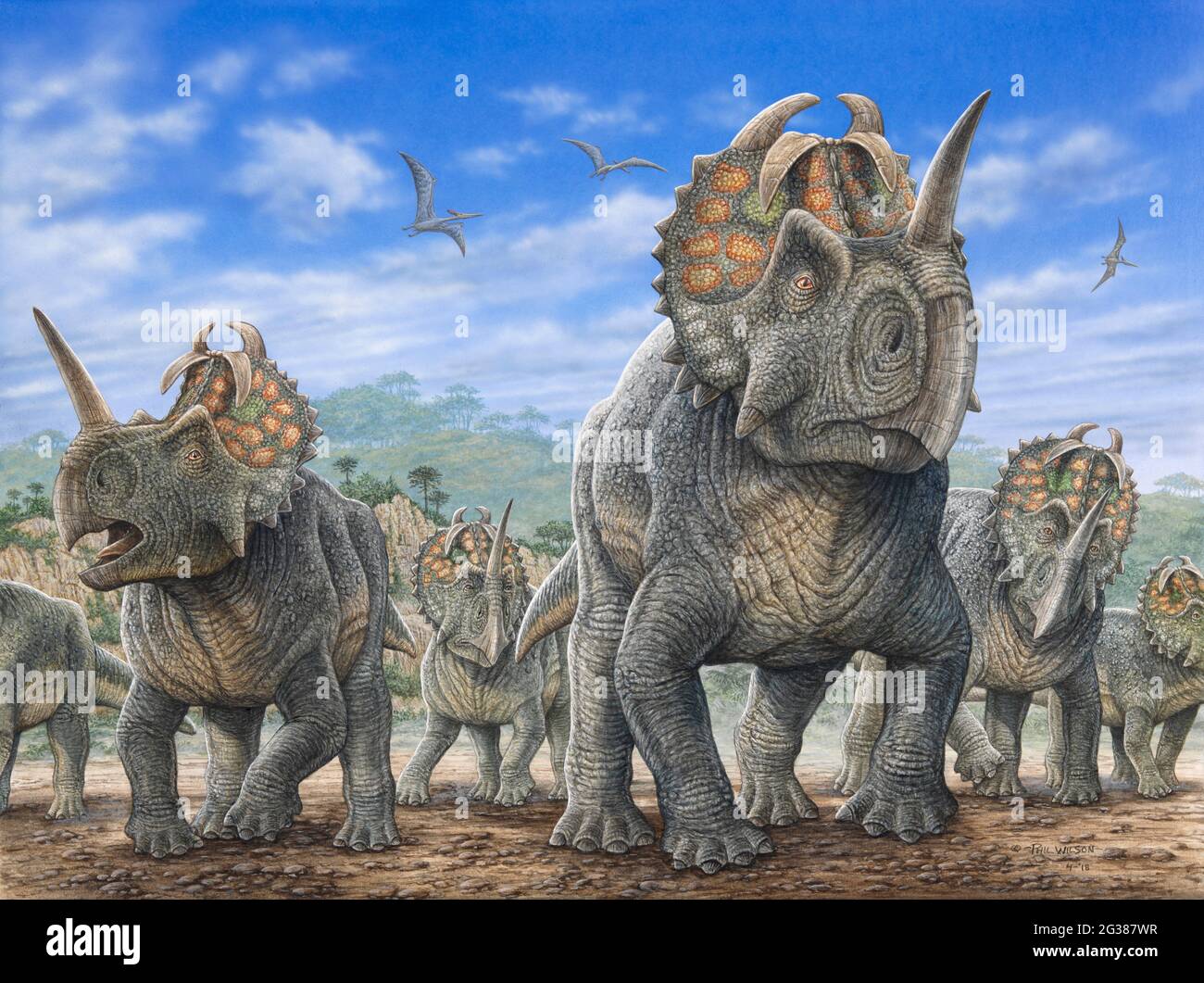 Un troupeau de dinosaures de Centrosaurus. Banque D'Images