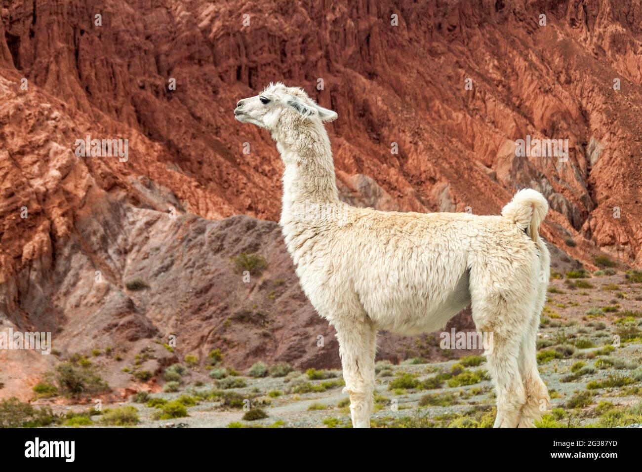 lama blanc devant des formations rocheuses colorées près du village de Purmamarca (vallée de Quebrada de Humahuaca), Argentine Banque D'Images