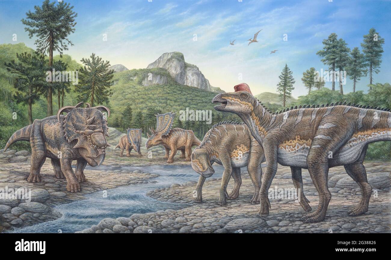 Les dinosaures pachyrhinosaurus, Chasmosaurus et Edmontosaurus se broutent le long d'un ruisseau. Banque D'Images