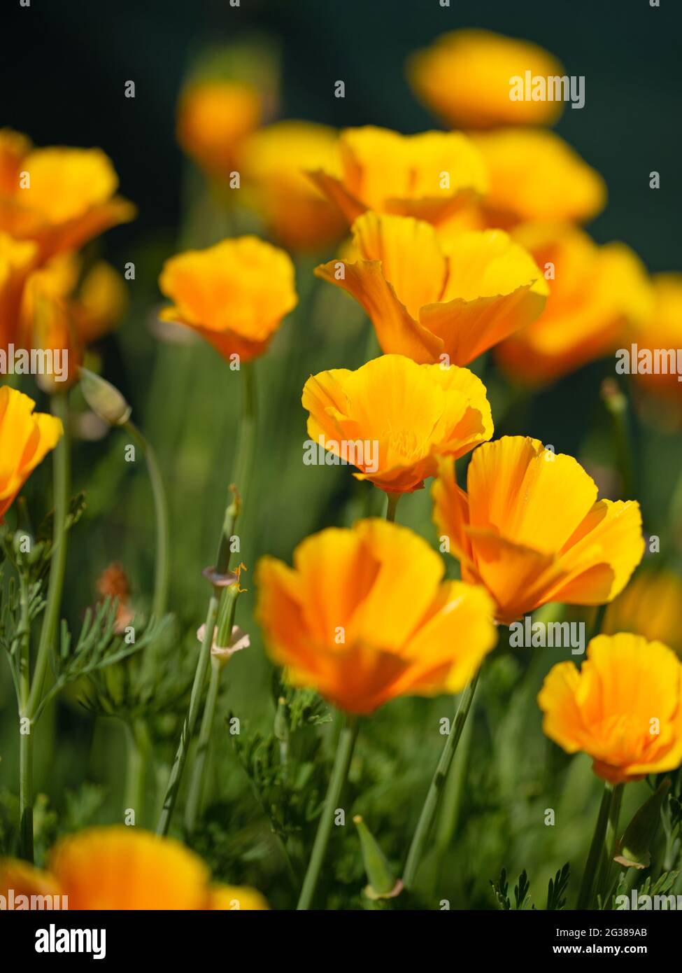 Pavot de Californie à fleurs d'orange, Eschscholzia californica Banque D'Images
