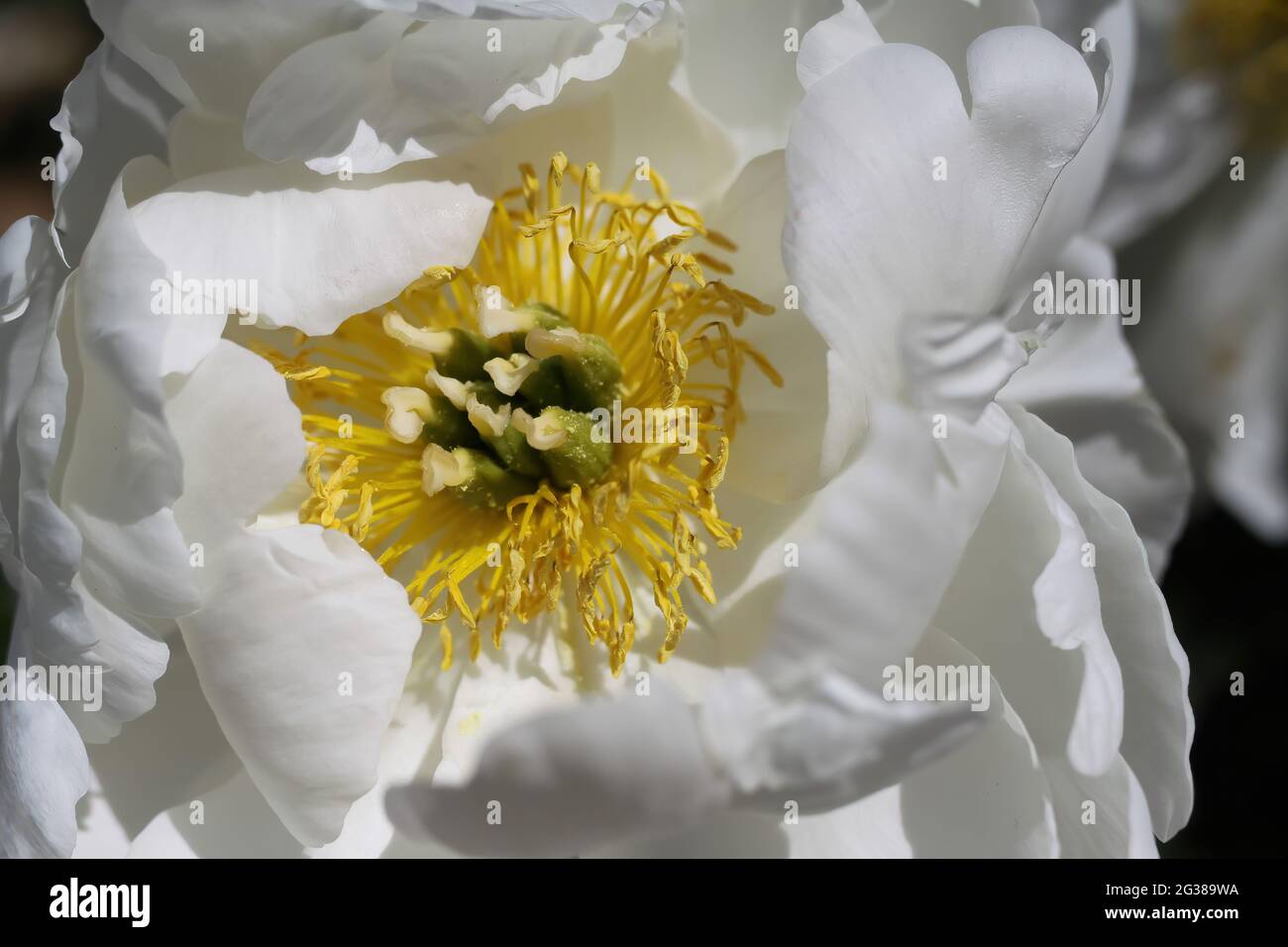 Macro-gros plan de la fleur de pivoine blanche isolée (paonia suffruticosa) avec des étamines jaunes Banque D'Images