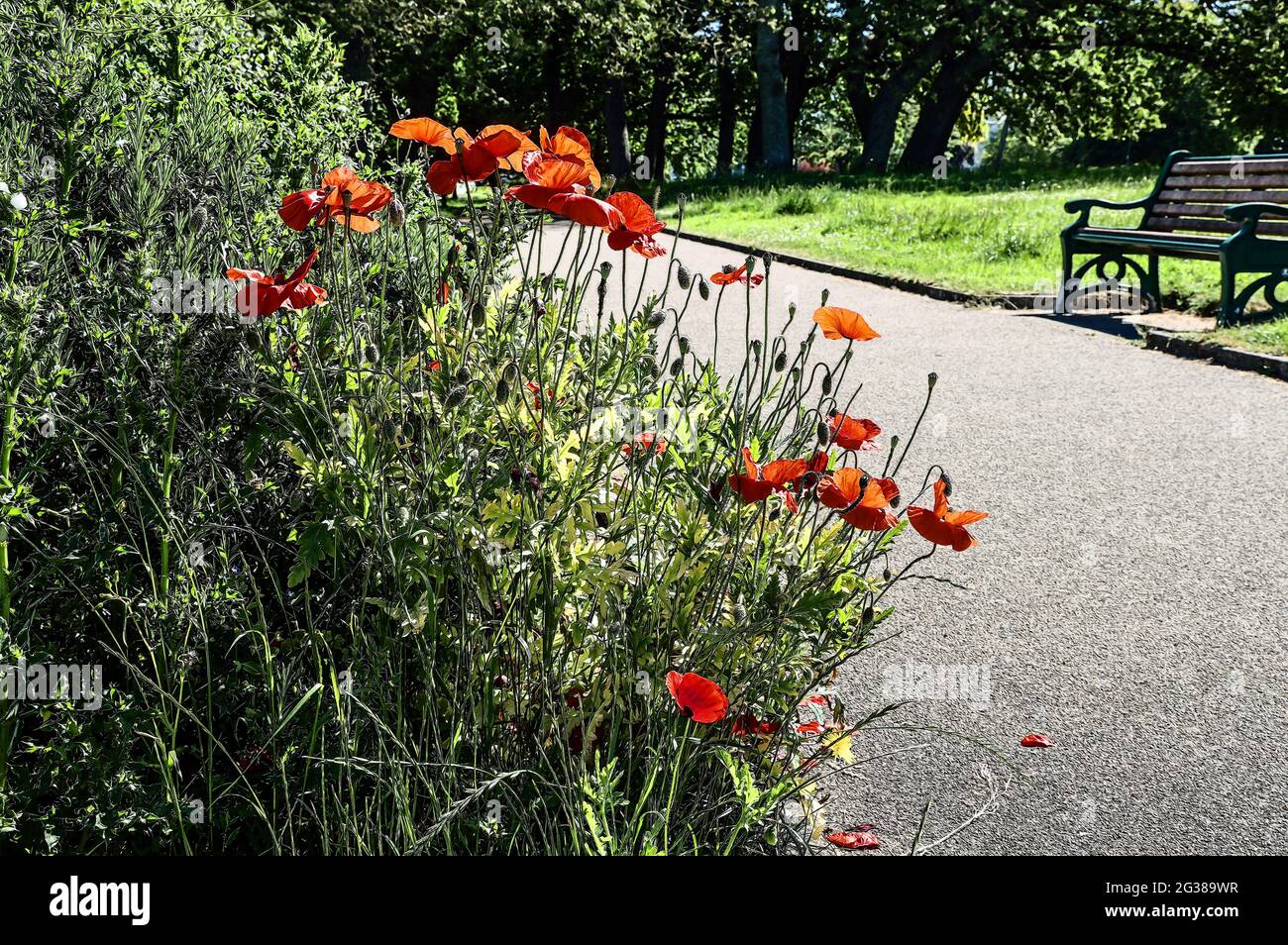 Illustration photo ; UN groupe de coquelicots rouges lumineux à côté d'un sentier au parc Devonport à Plymouth. Le parc est souvent refait comme le parc des peuples. Banque D'Images