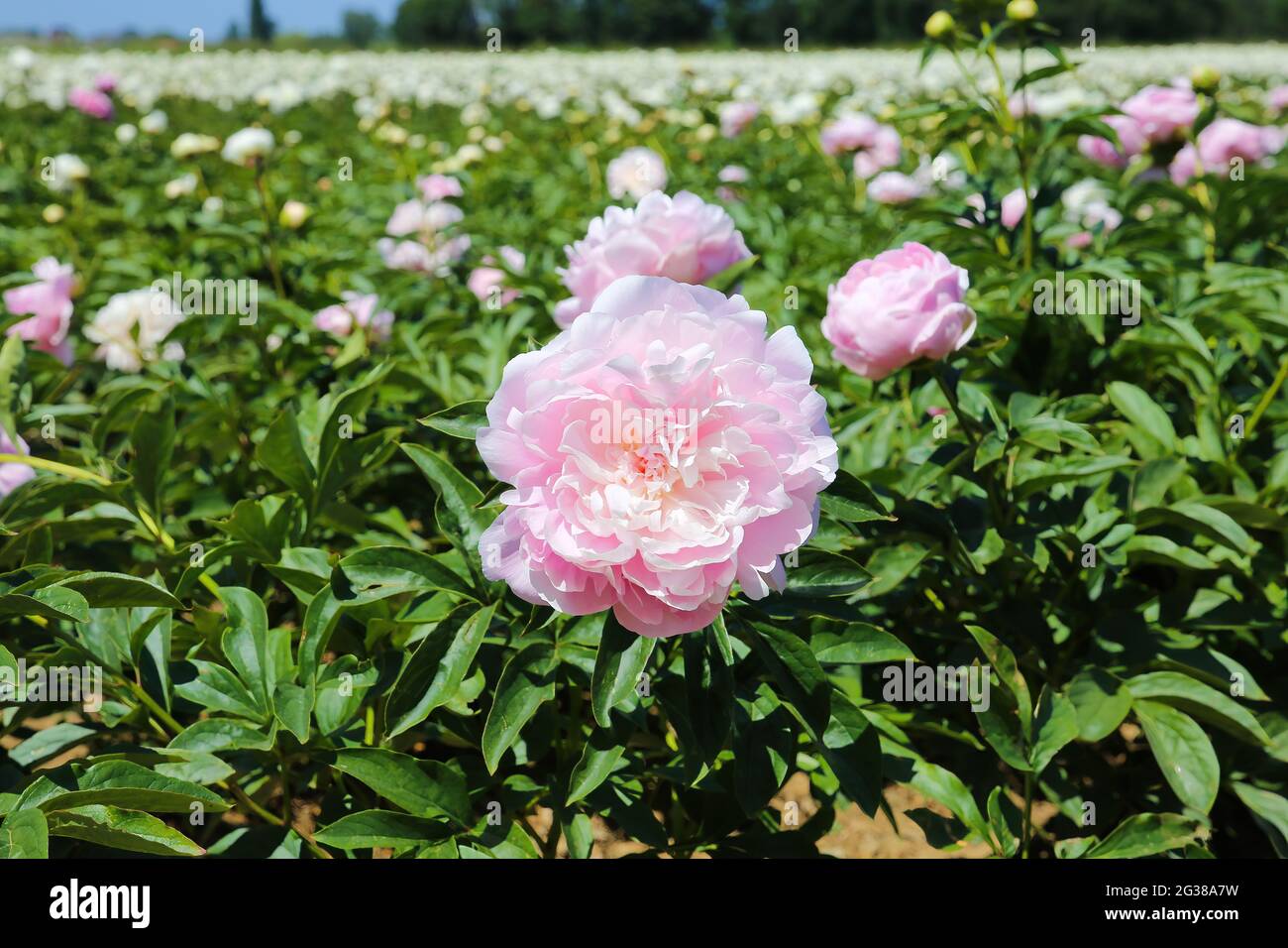 Vue panoramique sur un champ agricole isolé avec des pivoines roses (paeonia suffruticosa) en été, pays-Bas Banque D'Images