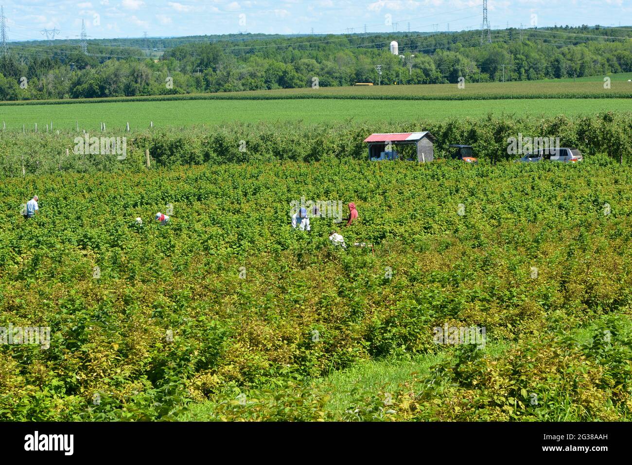 Récolte des agriculteurs migrants du Québec Banque D'Images
