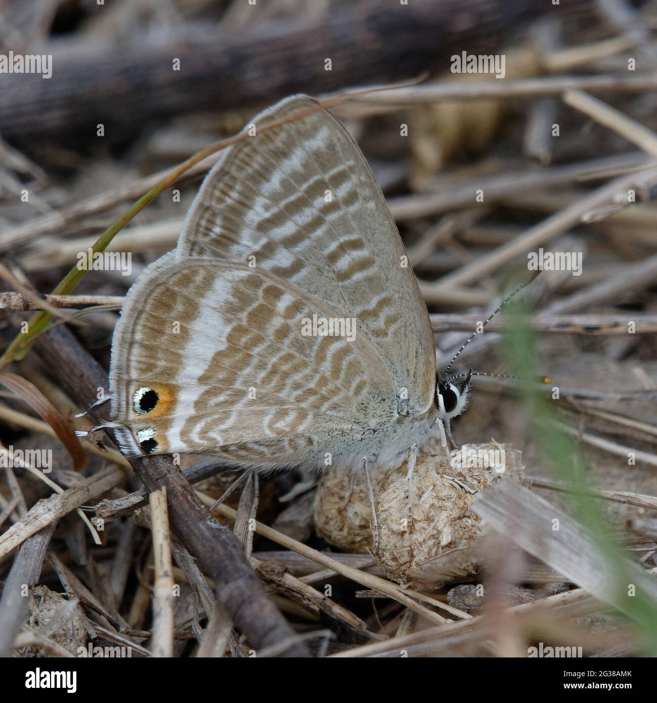 Bleu à queue courte de Lang ou bleu zébré commun (Leptotes piritthous) Banque D'Images