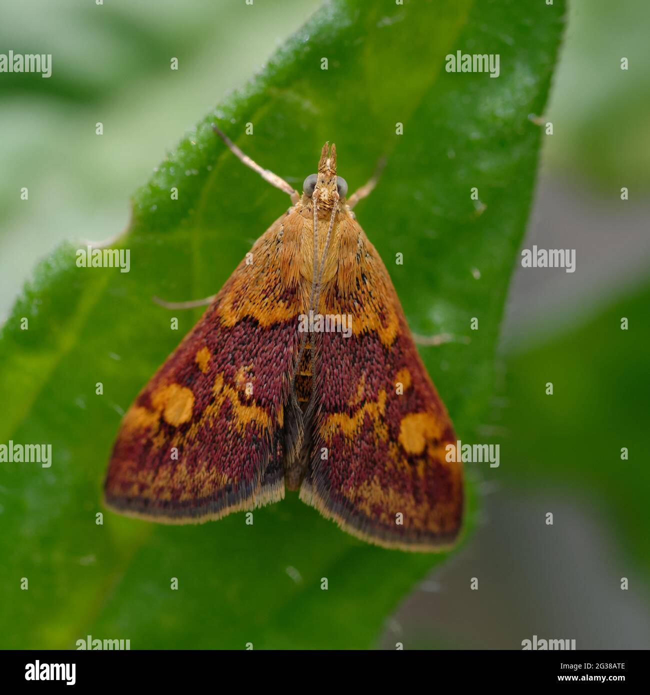 Papillon de menthe (pyrausta aurata) sur une feuille Banque D'Images