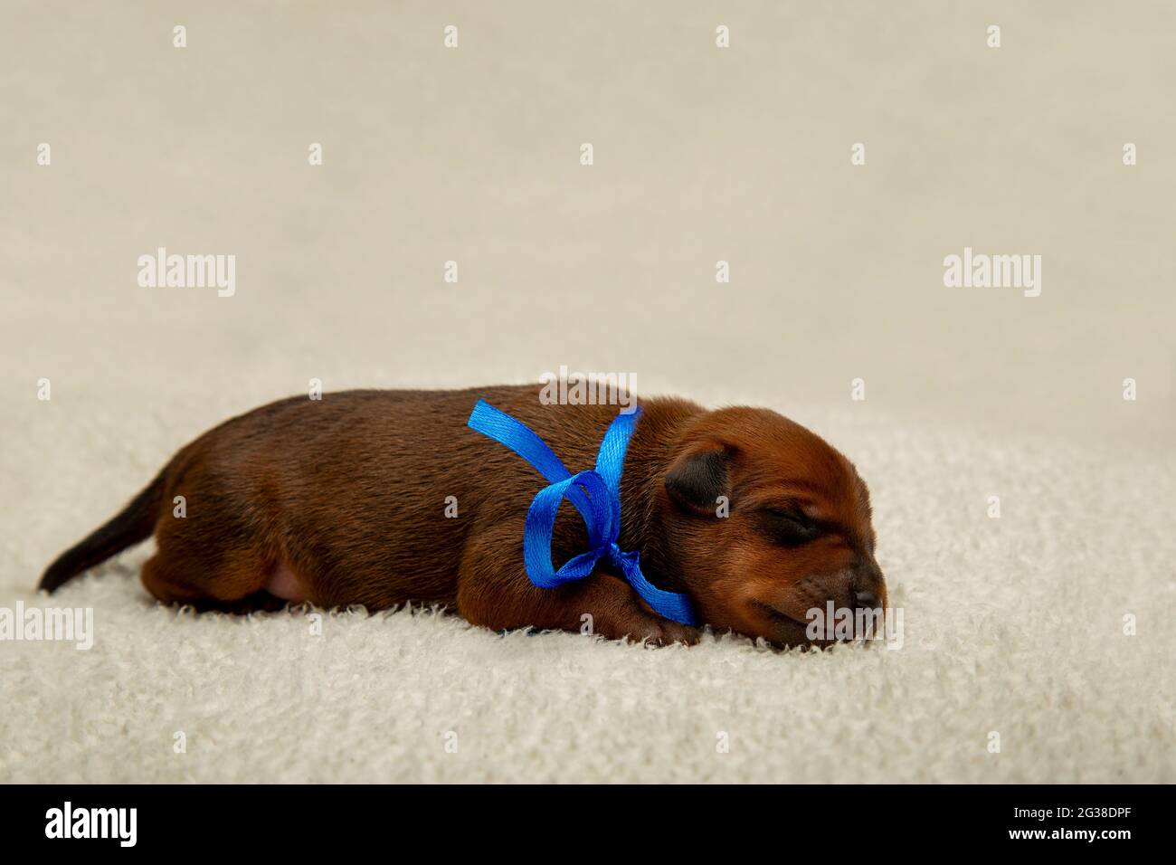 Un chiot miniature nouveau-né avec un ruban bleu autour de son cou. Un petit chiot. Banque D'Images