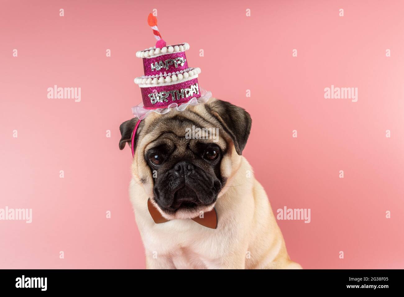 Chien Drole Pug Portant Un Chapeau Rose Joyeux Anniversaire Sur Fond Rose Photo Stock Alamy