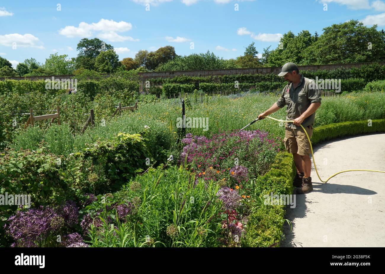 Jardinier arrosoir des fleurs de bordure herbacée par une chaude journée. Banque D'Images