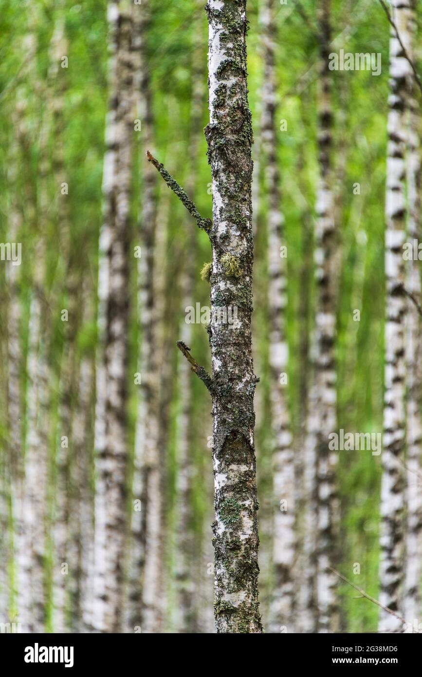 Fond naturel et écologique composé de bouleau noir et blanc avec des éléments de feuilles vertes. Banque D'Images