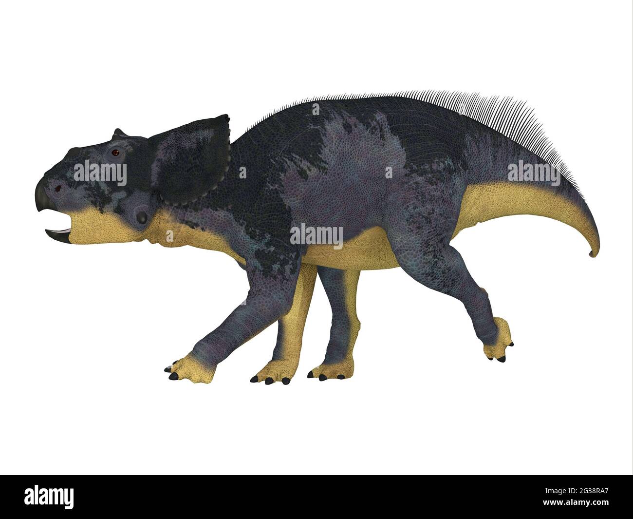 Le Chasmosaurus était un dinosaure hervivore cératopsien qui vivait en Alberta, au Canada, pendant la période du Crétacé. Banque D'Images