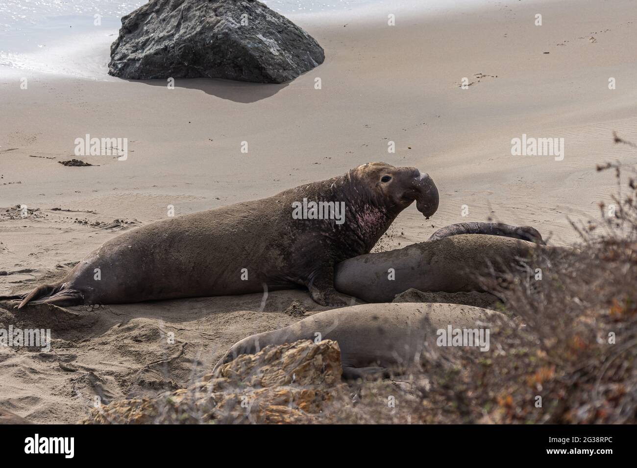 San Simeon, CA, États-Unis - 12 février 2014 : point de vue de Elephant Seal. Un homme s'approche d'une femelle sur du sable beige près de l'océan. Banque D'Images