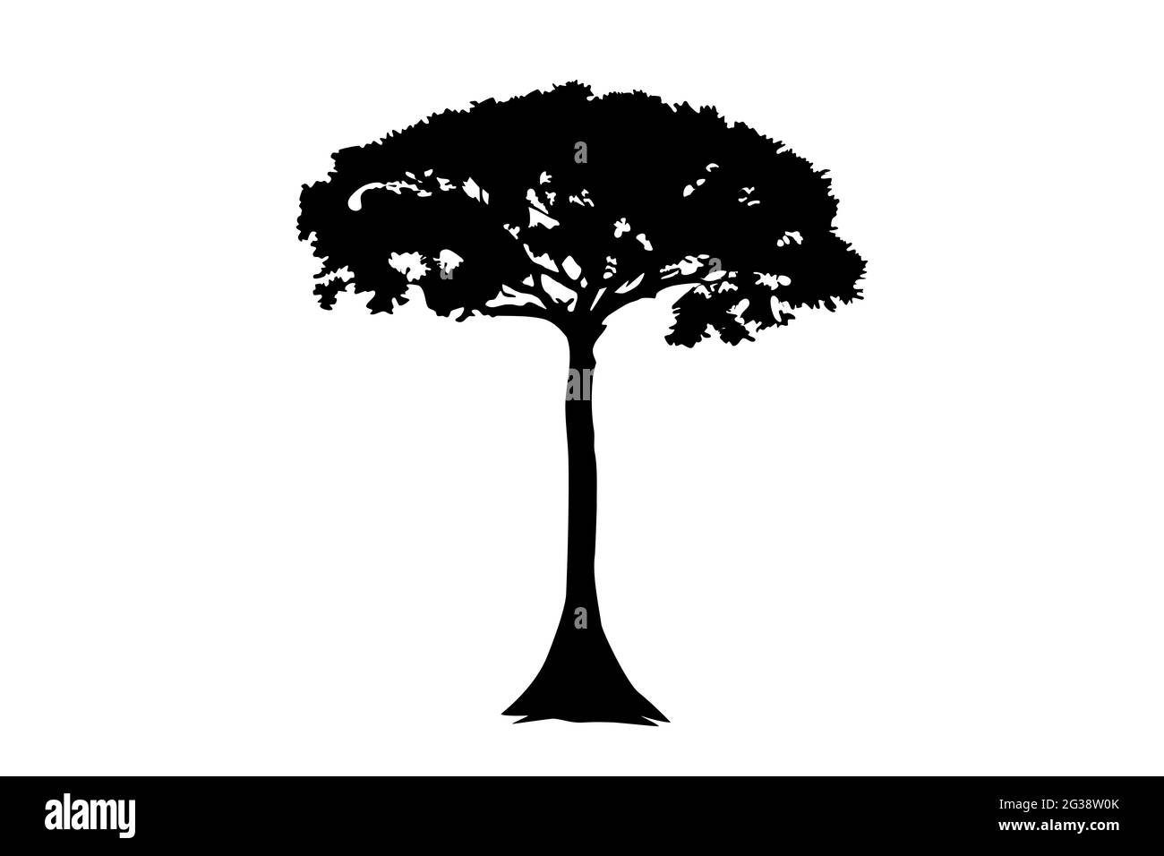 Icône d'illustration d'arbre Kapok Ceiba pentandra, ruée, texture. Contour d'arbre unique sur un fond blanc. Banque D'Images