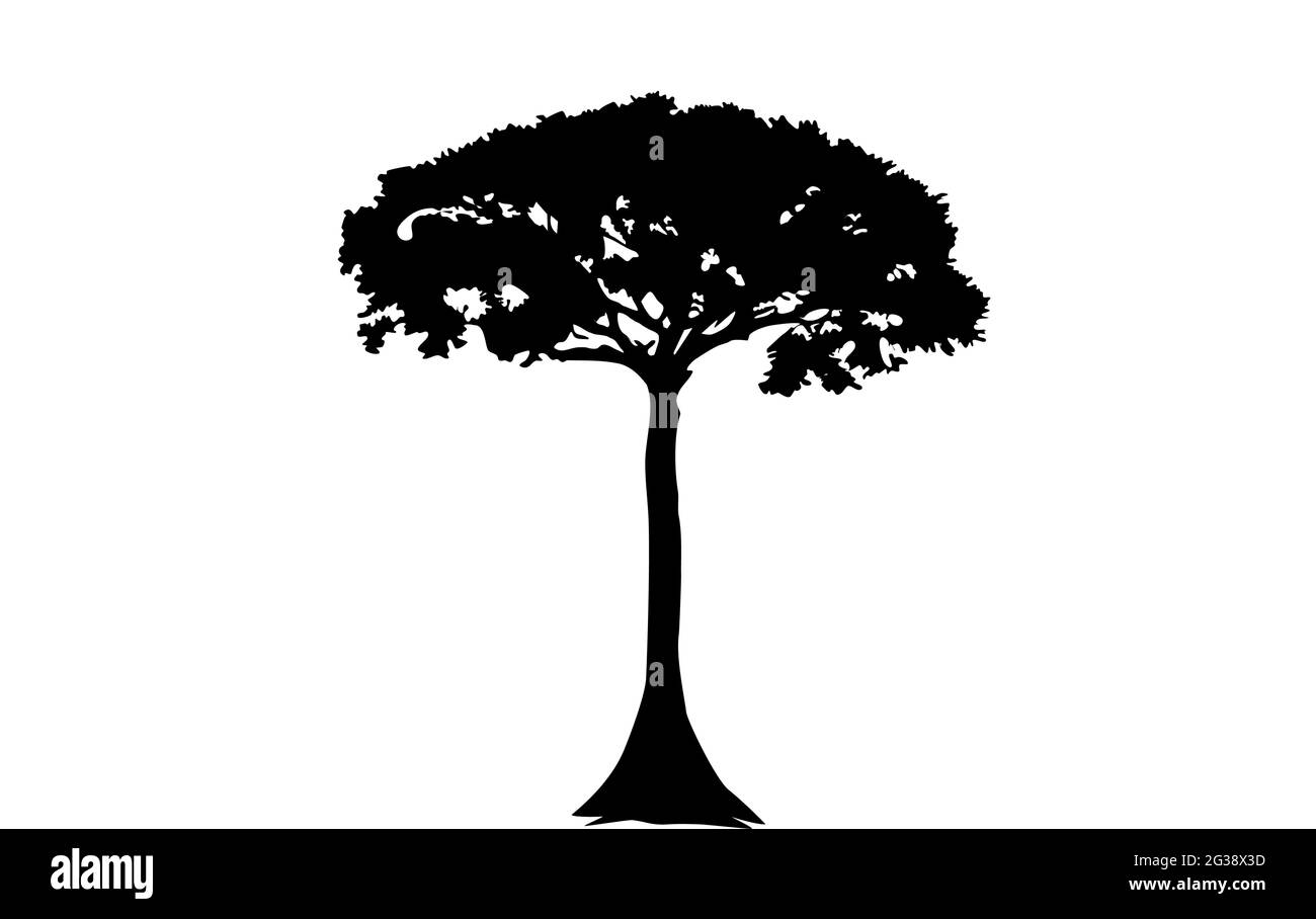 Icône d'illustration d'arbre Kapok Ceiba pentandra, ruée, texture. Contour d'arbre unique sur un fond blanc. Vecteur. Illustration de Vecteur