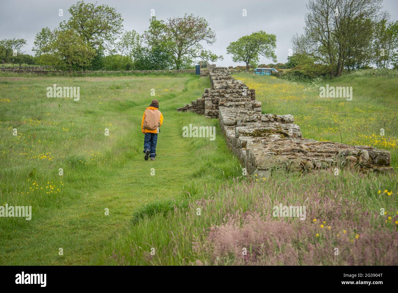 Vestiges d'un segment du mur d'Hadrien, l'ancien mur-frontière romain à travers le nord de l'Angleterre à la soi-disant Black Carts Turret. Hadrien's Wall Path, l'un des sentiers de randonnée les plus populaires d'Angleterre, longe le mur entre Newcastle et Solway Firth. Banque D'Images