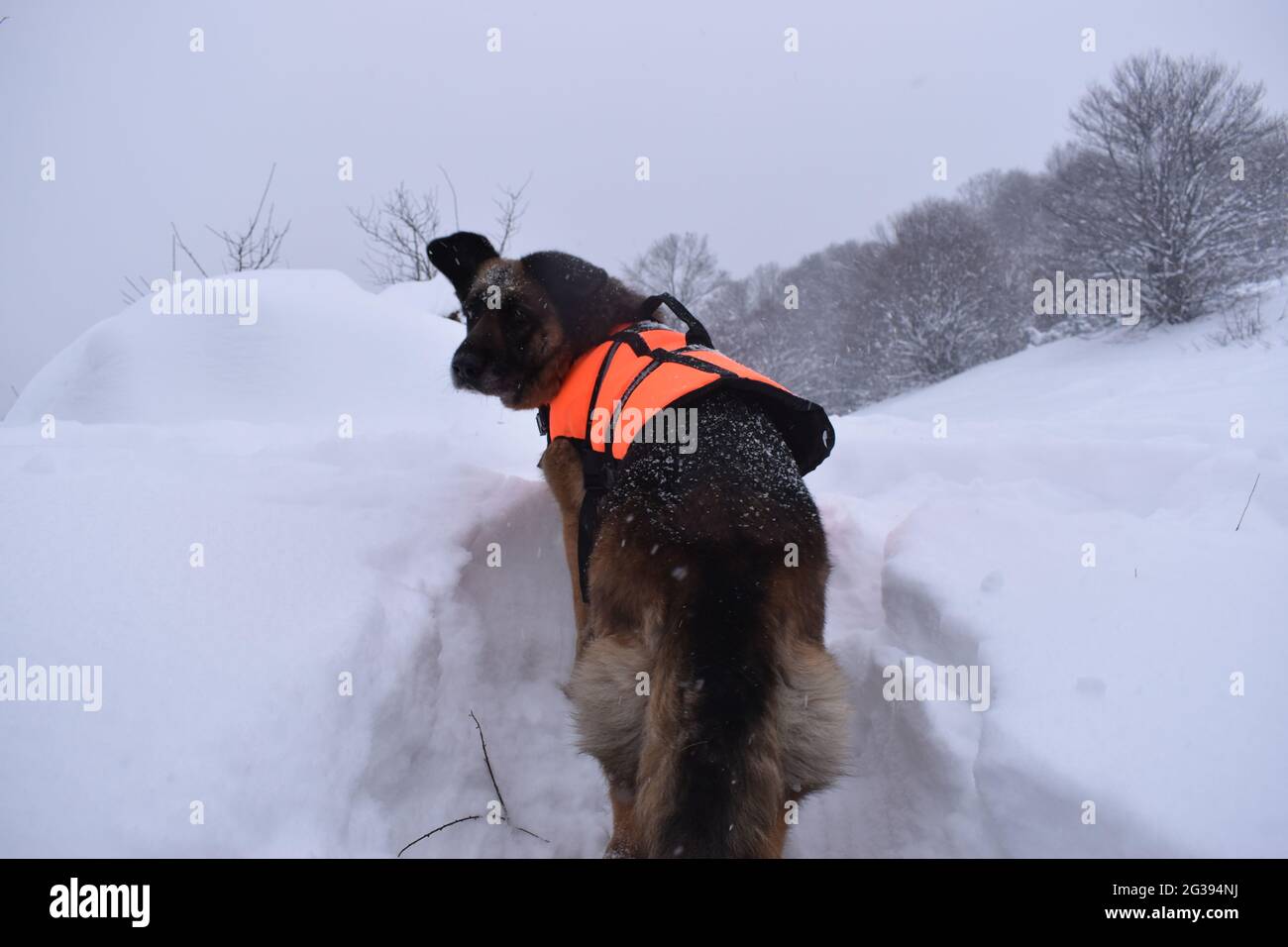 Chien s'amusant dans la neige et l'hiver Banque D'Images