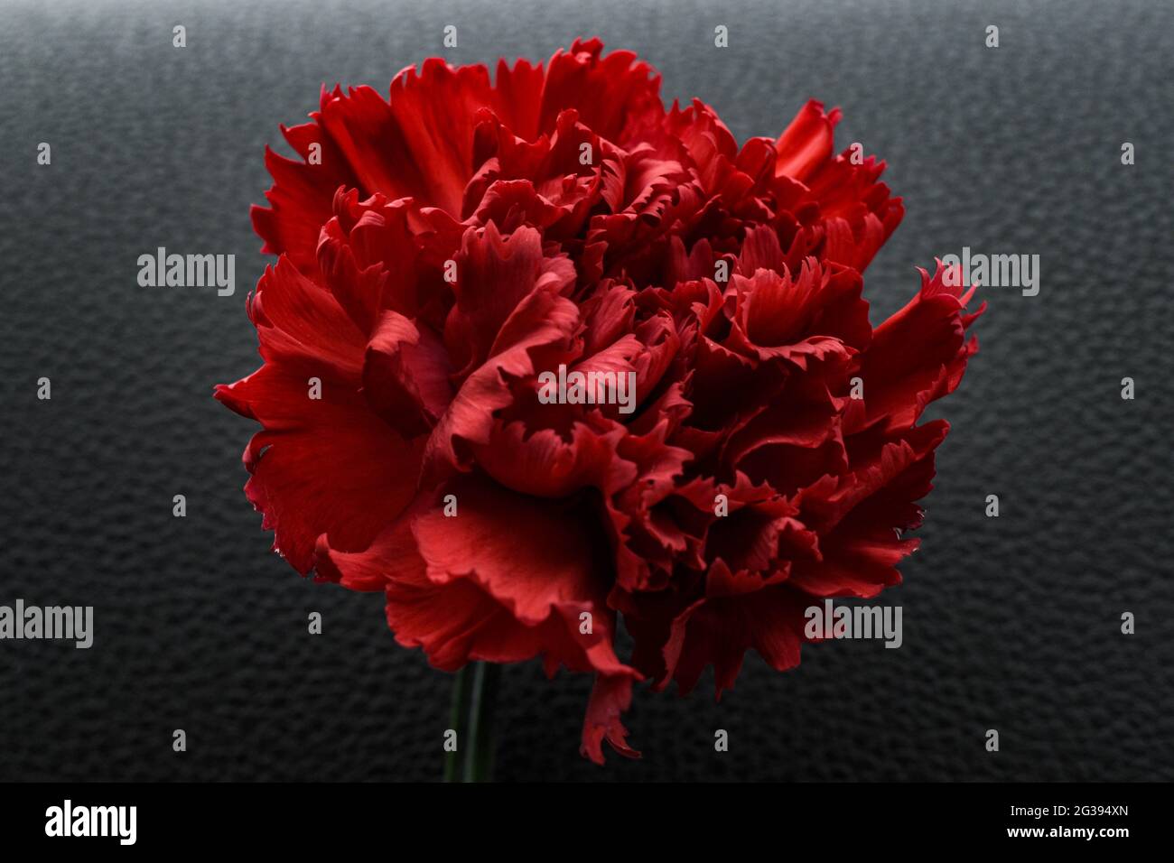 carnation de fleur rouge Banque D'Images