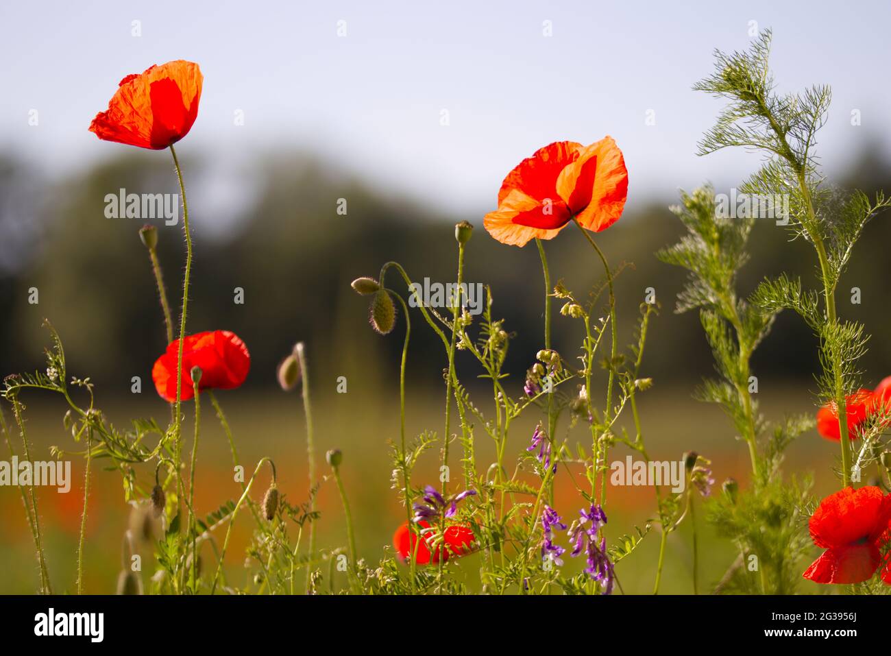 gros plan de fleur en fleur au printemps Banque D'Images