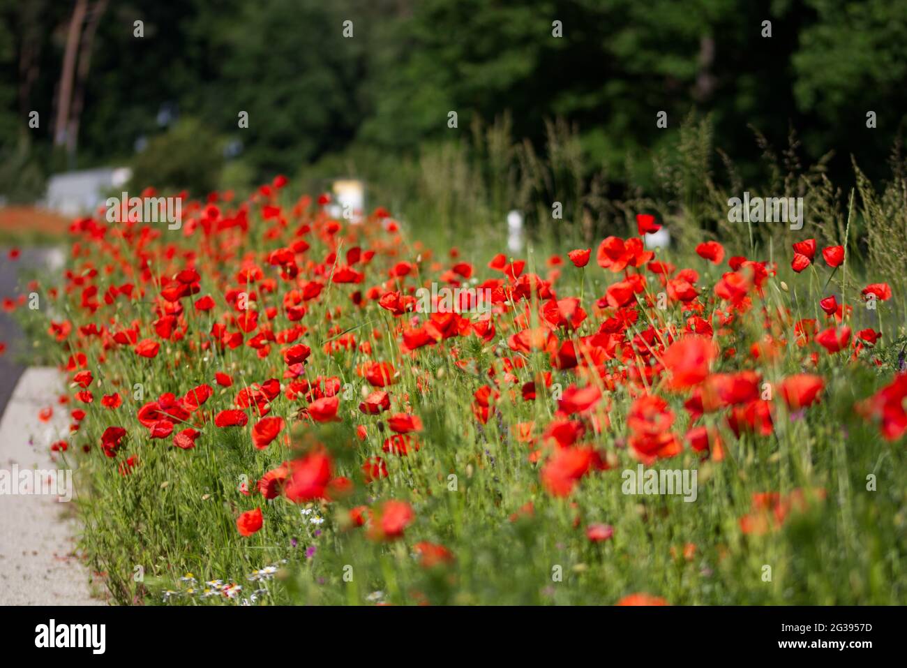 gros plan d'un champ de coquelicots rouges Banque D'Images