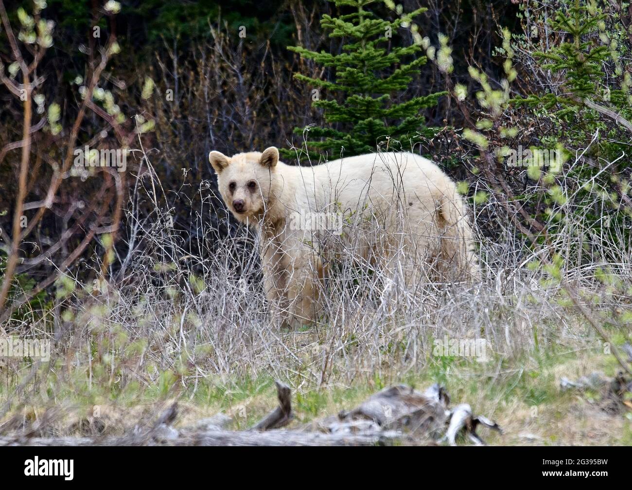 Mutation blanche très rare de l'ours noir américain (Ursus americanus), parc provincial Spary Lakes, Kananaskis Country (Alberta). Banque D'Images
