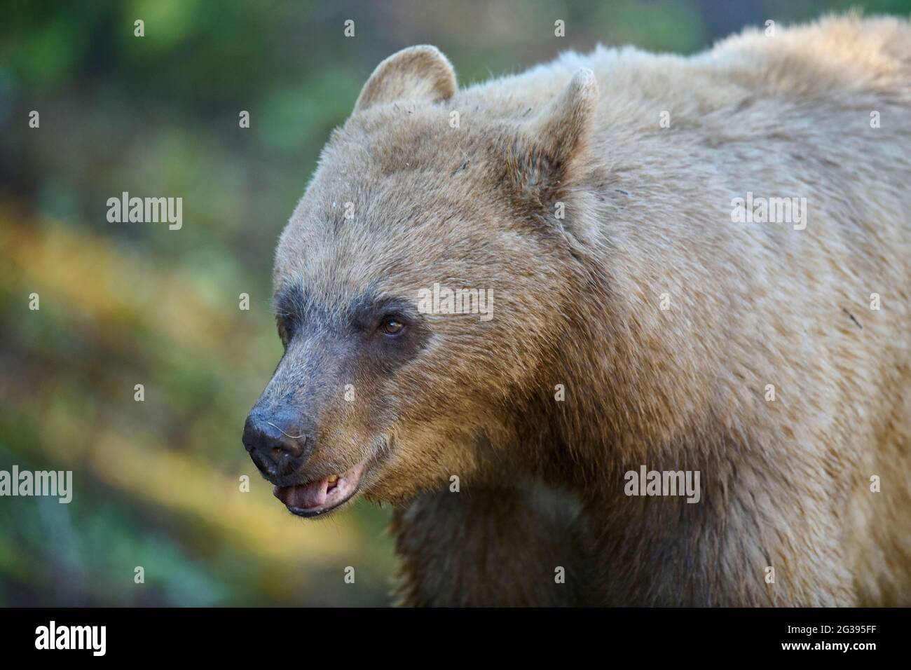 Gros plan de la tête, ours noir d'Amérique recouvert de cannelle (Ursus americanus), parc provincial des lacs Spray, Kananaskis Country, Alberta, Canada . Banque D'Images