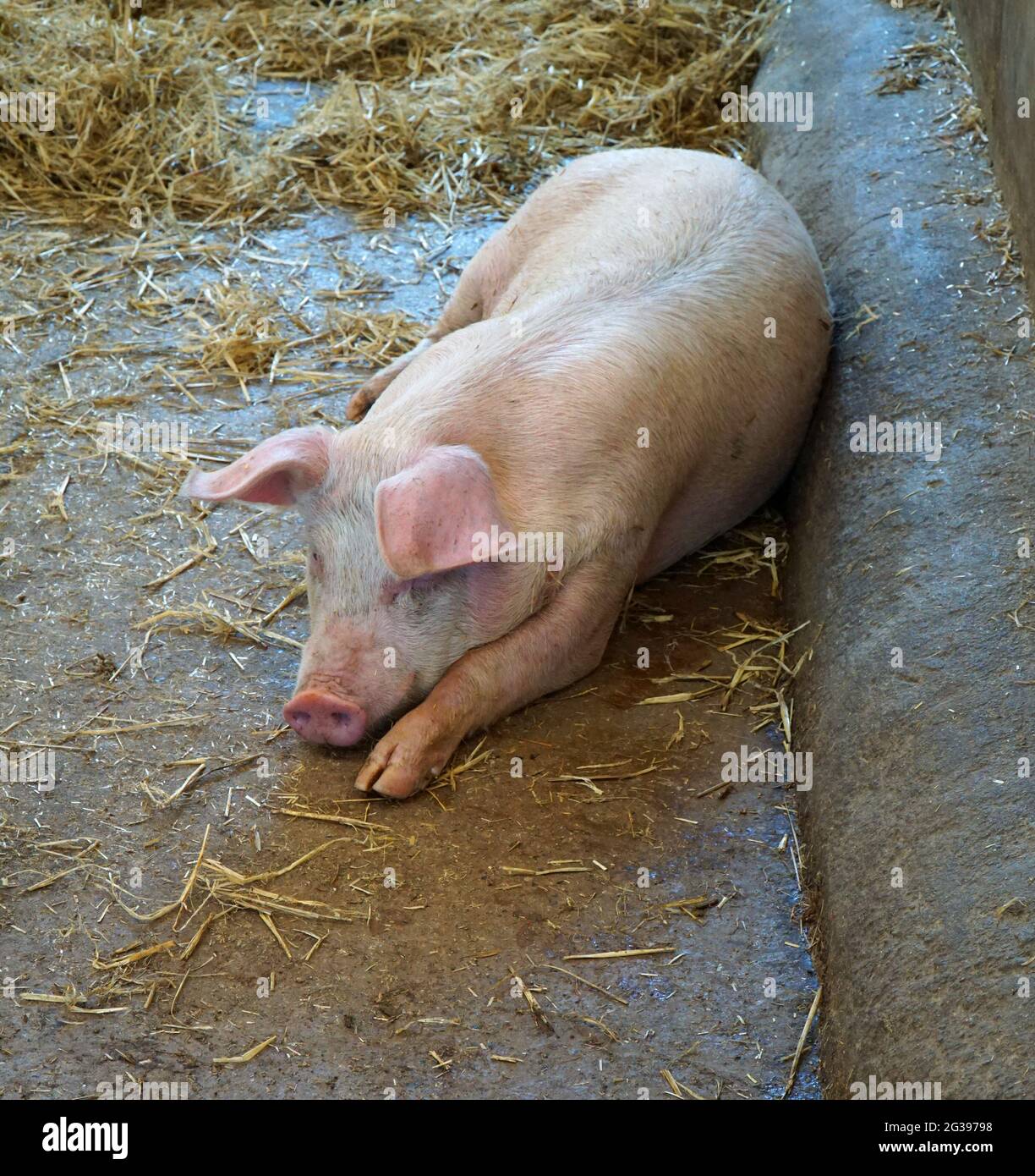 Jeune cochon allongé dans un sol en béton pigisé et en paille. Banque D'Images