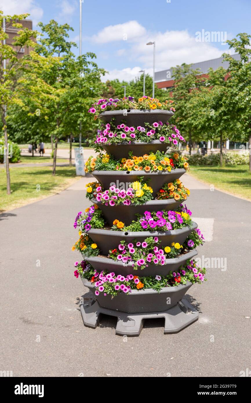 Exposition de fleurs à l'extérieur du campus de l'Université Aston, Birmingham, Royaume-Uni, été 2021 Banque D'Images