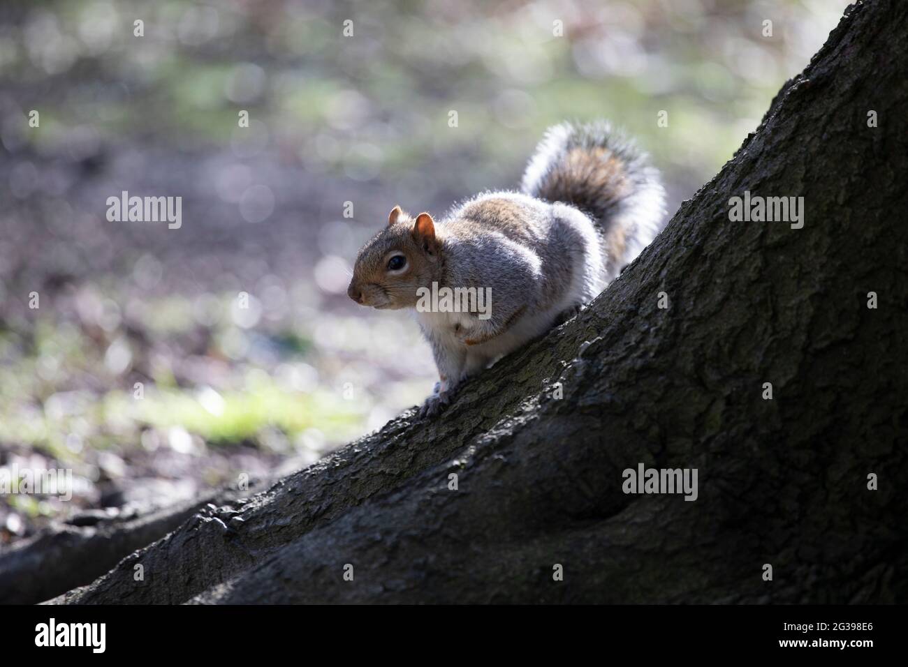 Écureuil gris en plein air au Royaume-Uni Banque D'Images
