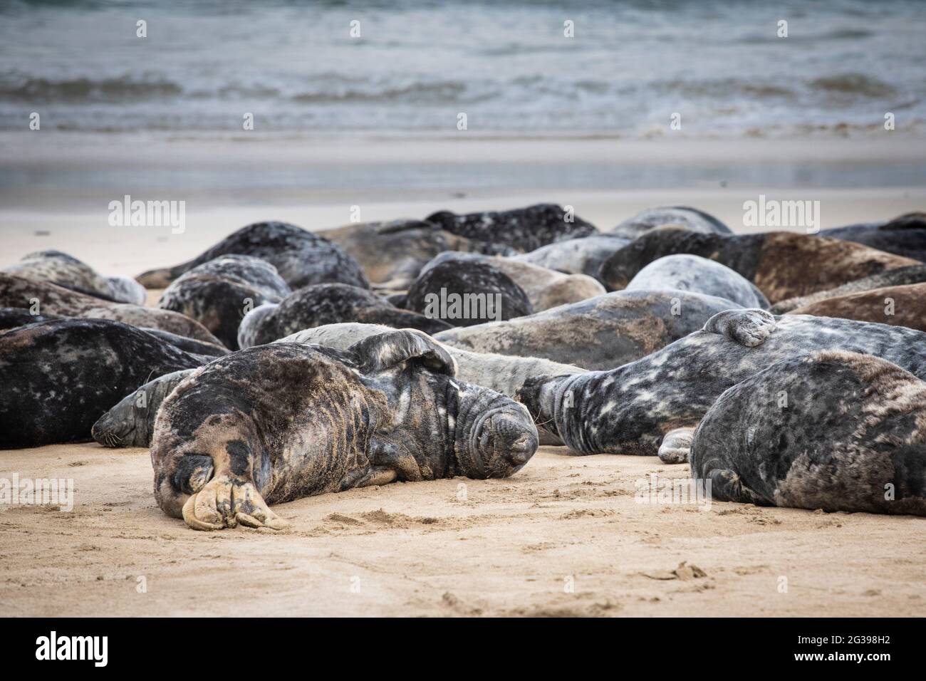 Grande colonie de phoques gris à Great Blasket Island, Irlande Banque D'Images