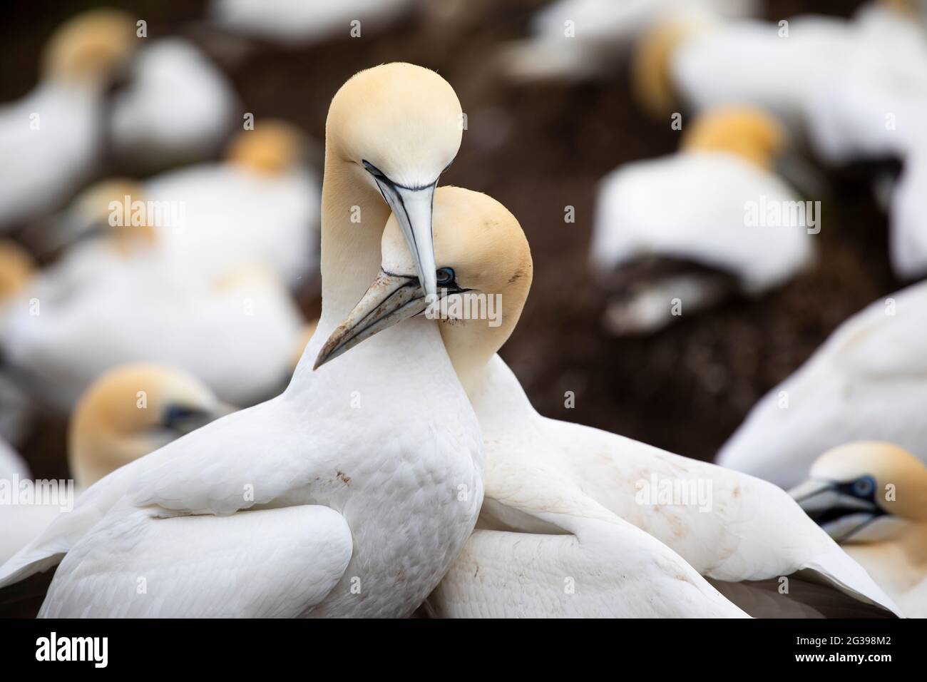 Grande colonie de gannet du nord à l'île Saltee, en Irlande Banque D'Images